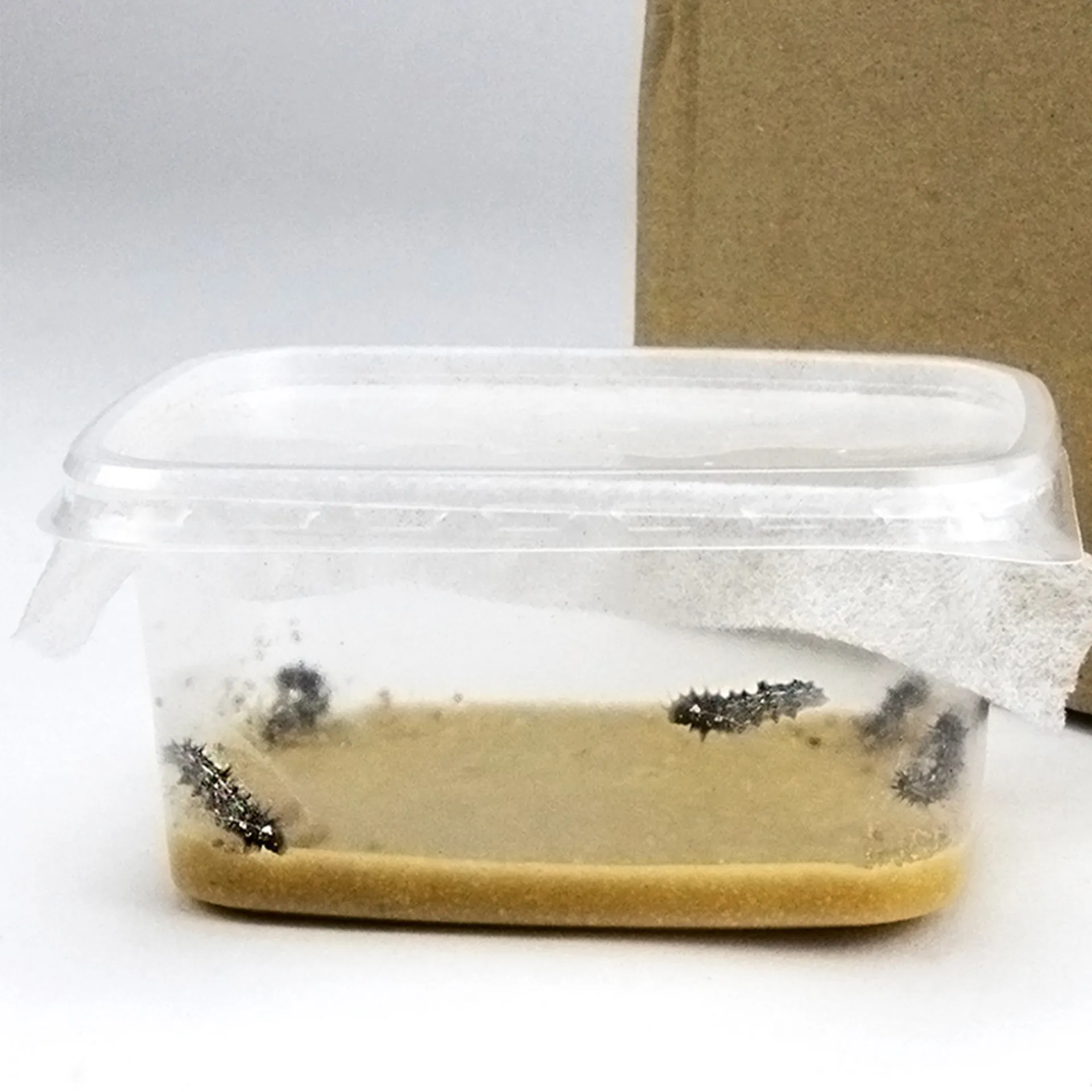 Hagemann Gruppenprojektset Schmetterlinge, Starter (15-21 Raupen)