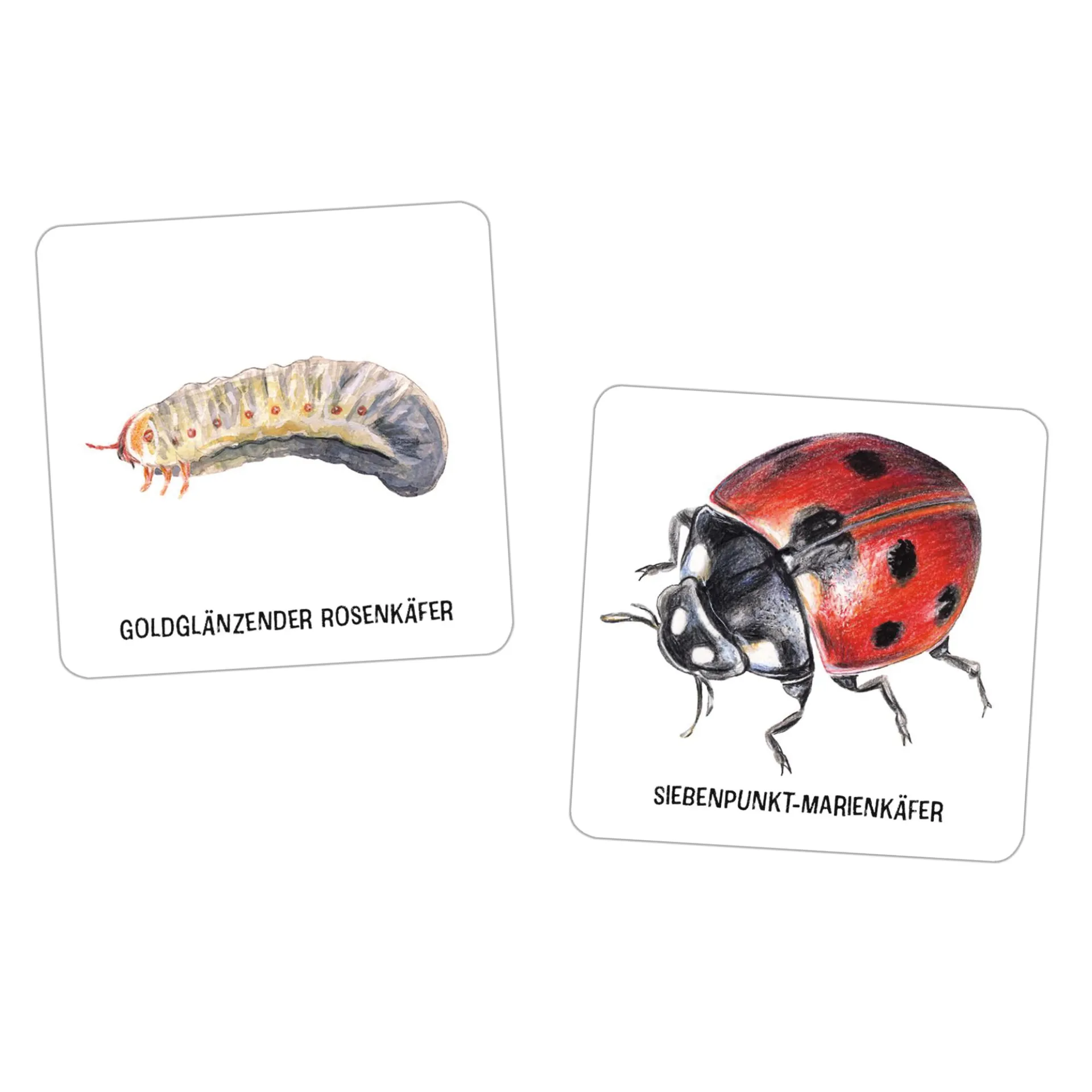 Das große Insekten Memo, 61-tlg.