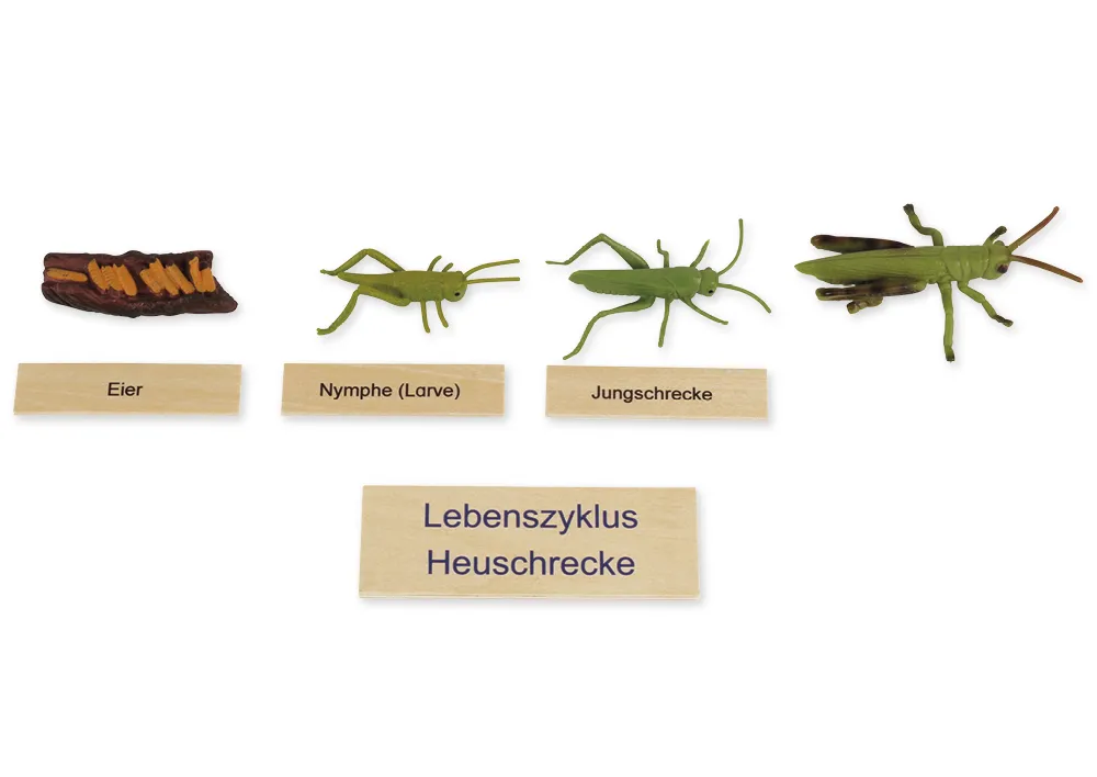 TimeTEX Lebenszyklus einer Heuschrecke, in Holzbox "Montessori Premium"
