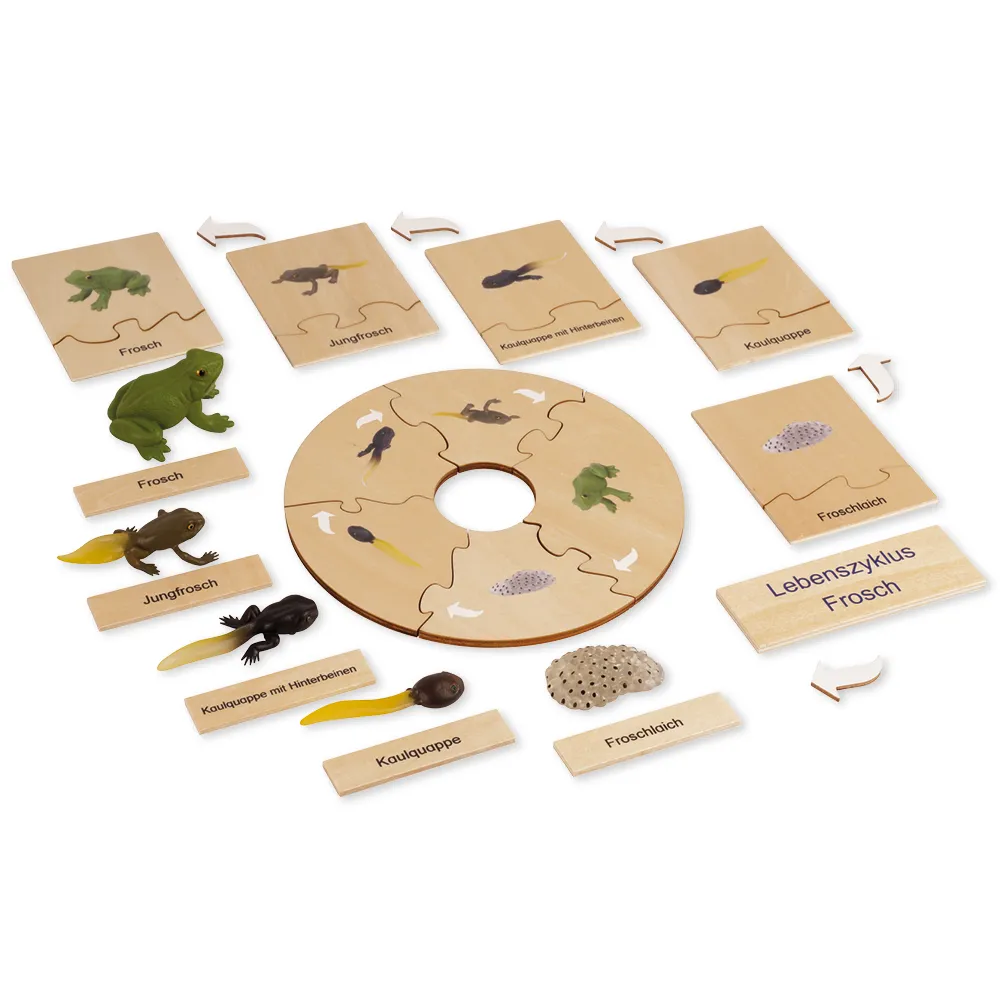 TimeTEX Lebenszyklus eines Frosches, in Holzbox "Montessori Premium"