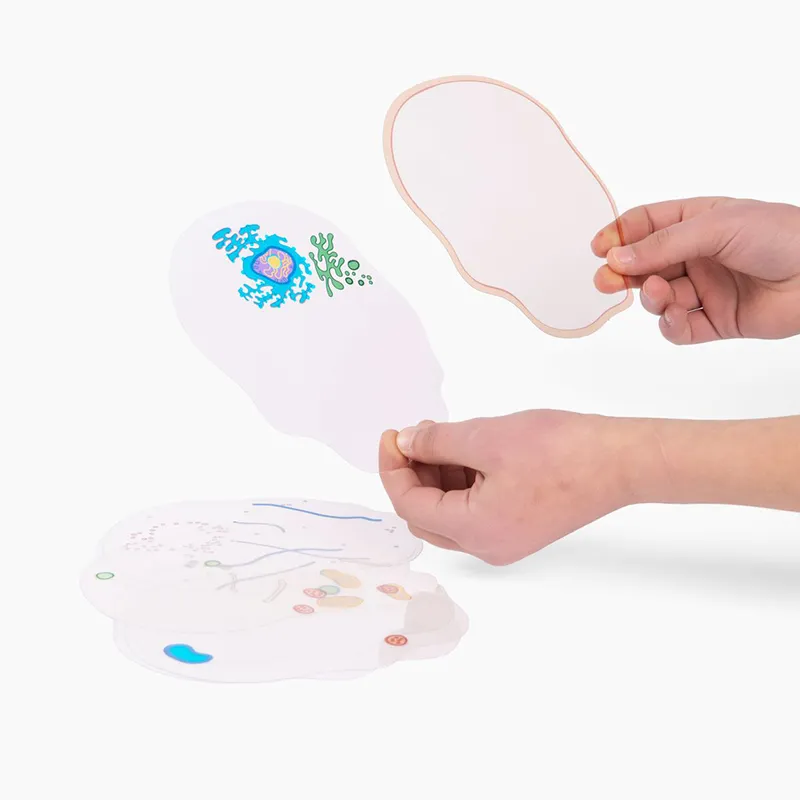 Tierische Zelle, Stapelmodell