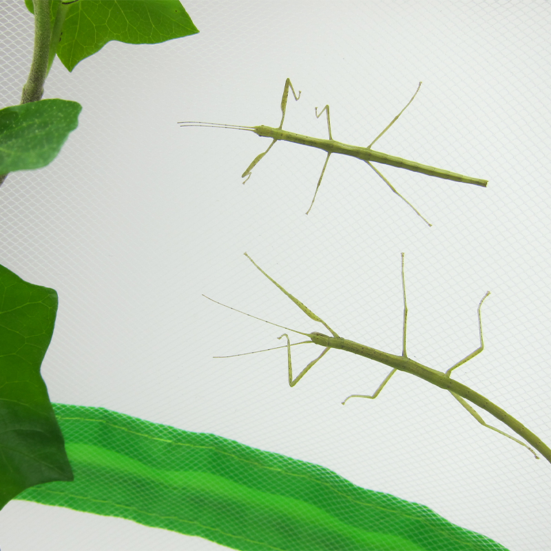 Hagemann Zuchtset Stabschrecken