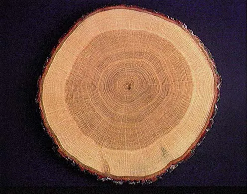 DVD-Lehrfilm "Der Lebenszyklus von Bäumen"