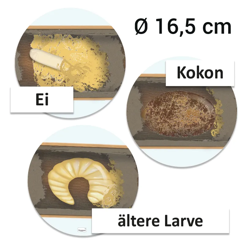 Hagemann Magnetbilder Lebenszyklus Wildbiene, 16-tlg.