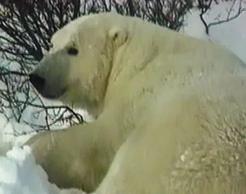 DVD-Lehrfilm Säugetiere