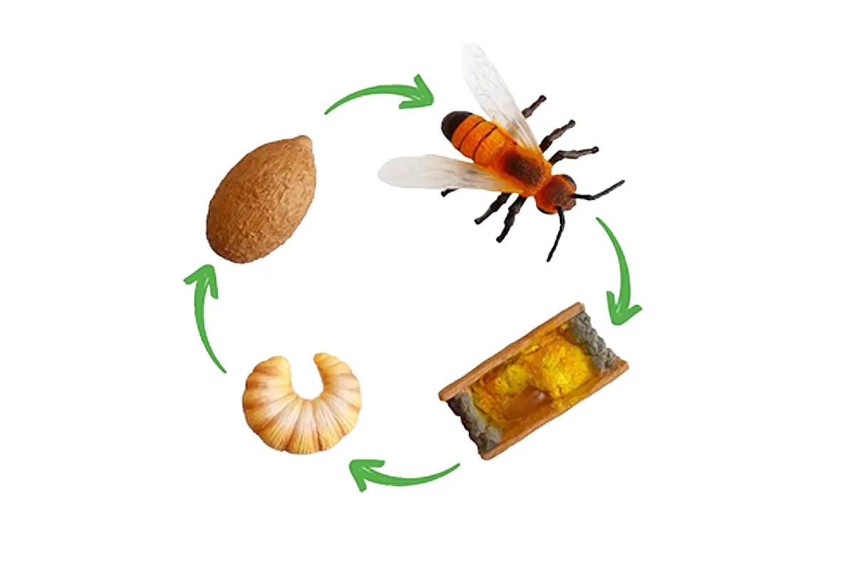 wildbiene_lebenszyklus