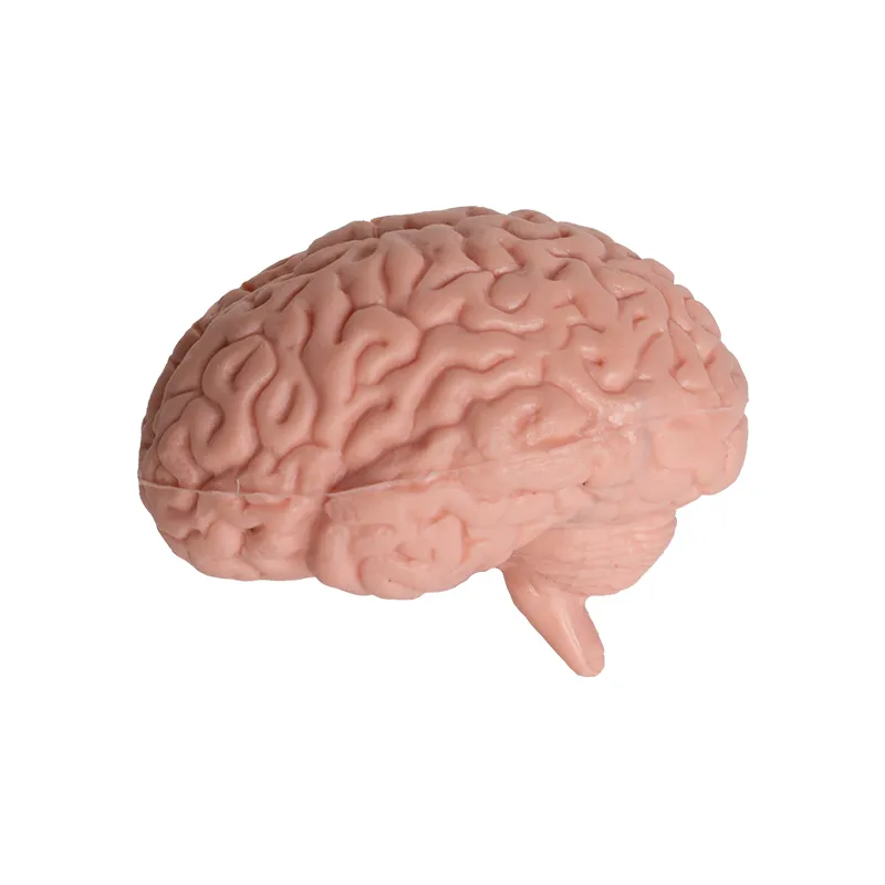 Hagemann Organe des Menschen (Modelle), 8-tlg.