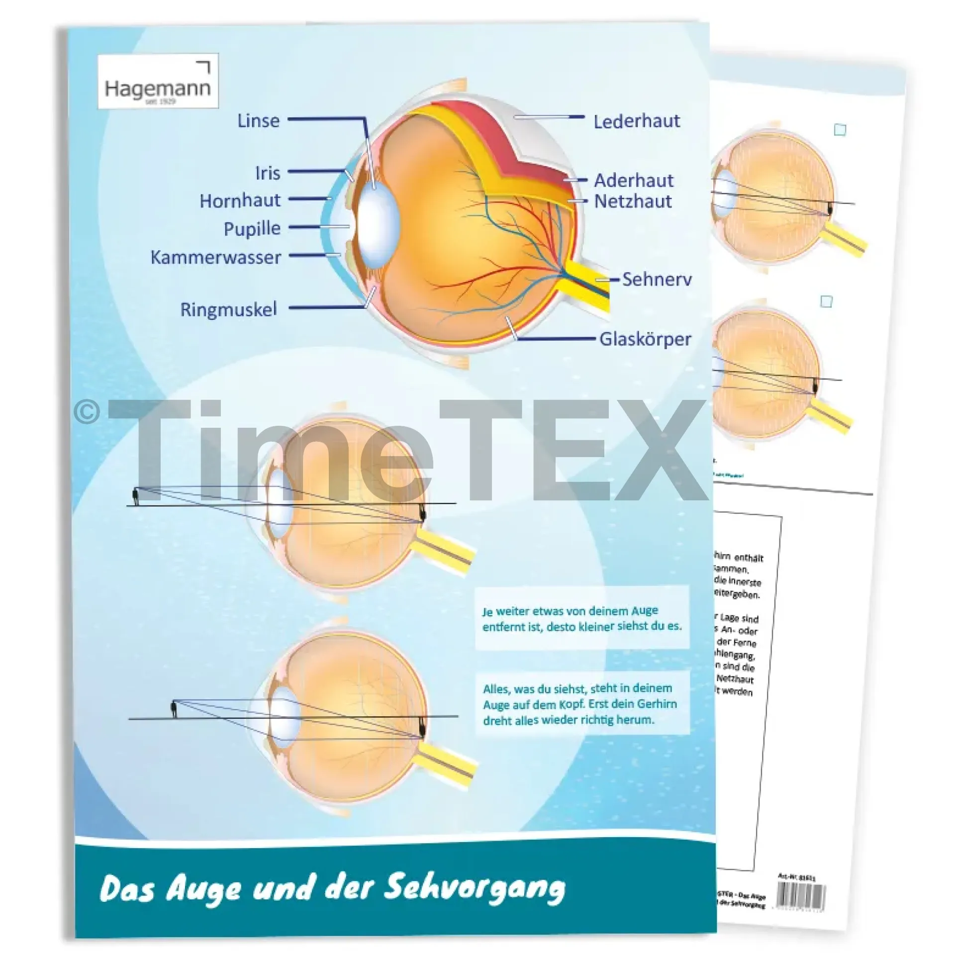 Hagemann Poster  Das Auge und der Sehvorgang