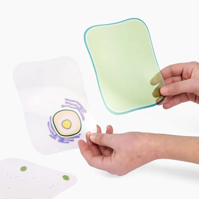 Pflanzliche und tierische Zelle, Stapelmodell