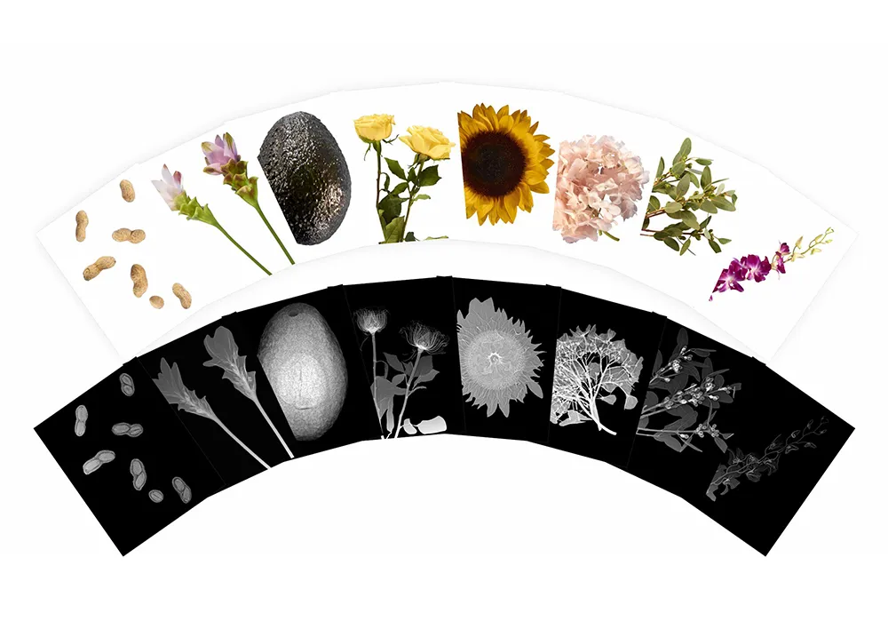 Röntgenbilder Pflanzen, 84 tlg.