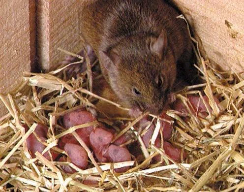 DVD-Lehrfilm "Fortpflanzung und Entwicklung bei Wirbeltieren 2"