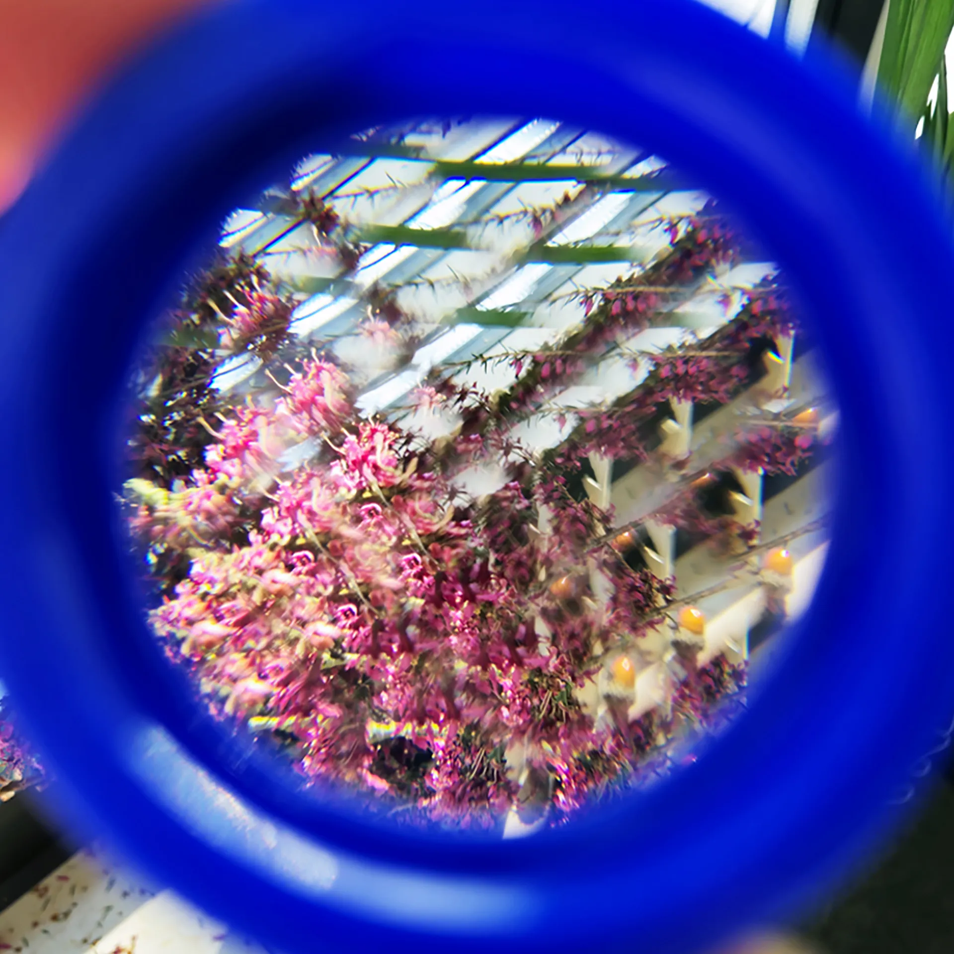 Hagemann Facetten-Linse