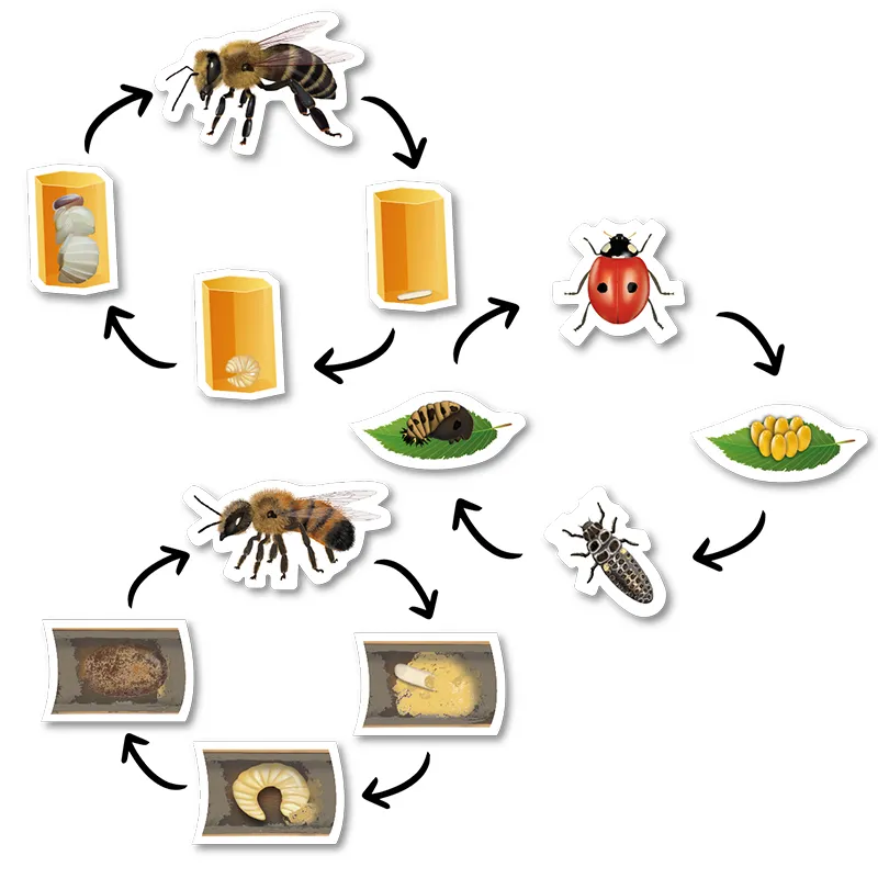 Lebenszyklus-Lernset Schmetterlinge & Co