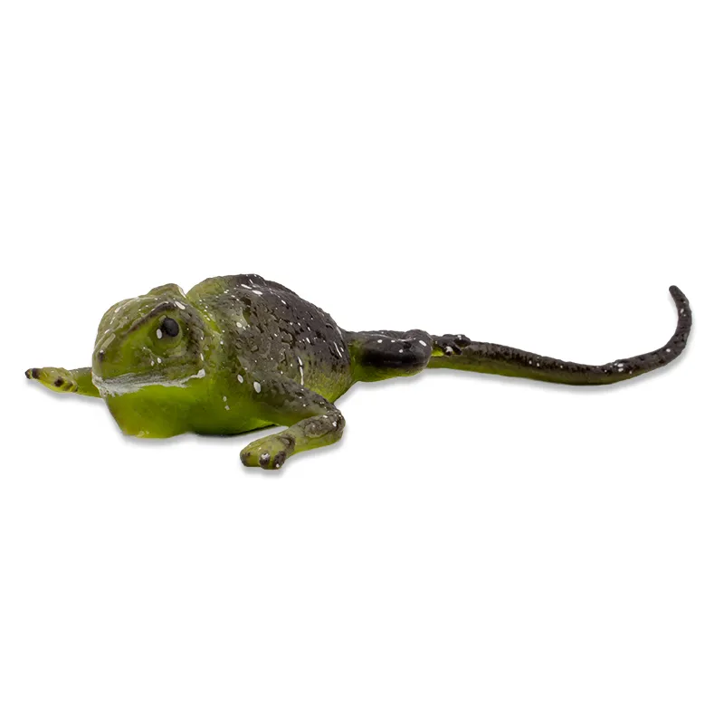 Farbwechselnde Eidechse