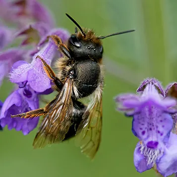 Hagemann_banner_quadratisch_357_wildbienen