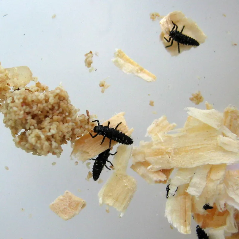 Hagemann Larven für Marienkäferzucht (10-15 Larven)