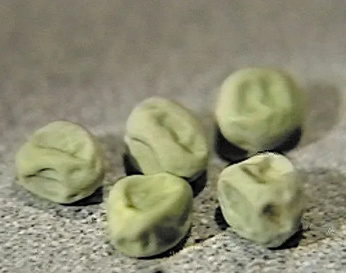 DVD-Lehrfilm Klassische Genetik