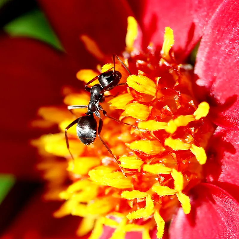 Hagemann Nachbestellung Ameisenstaat (1 Königin und Arbeiterinnen)