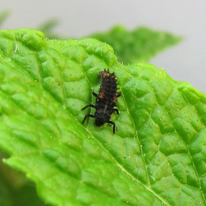 Hagemann Larvengutschein für Marienkäferzucht (10-15 Larven)
