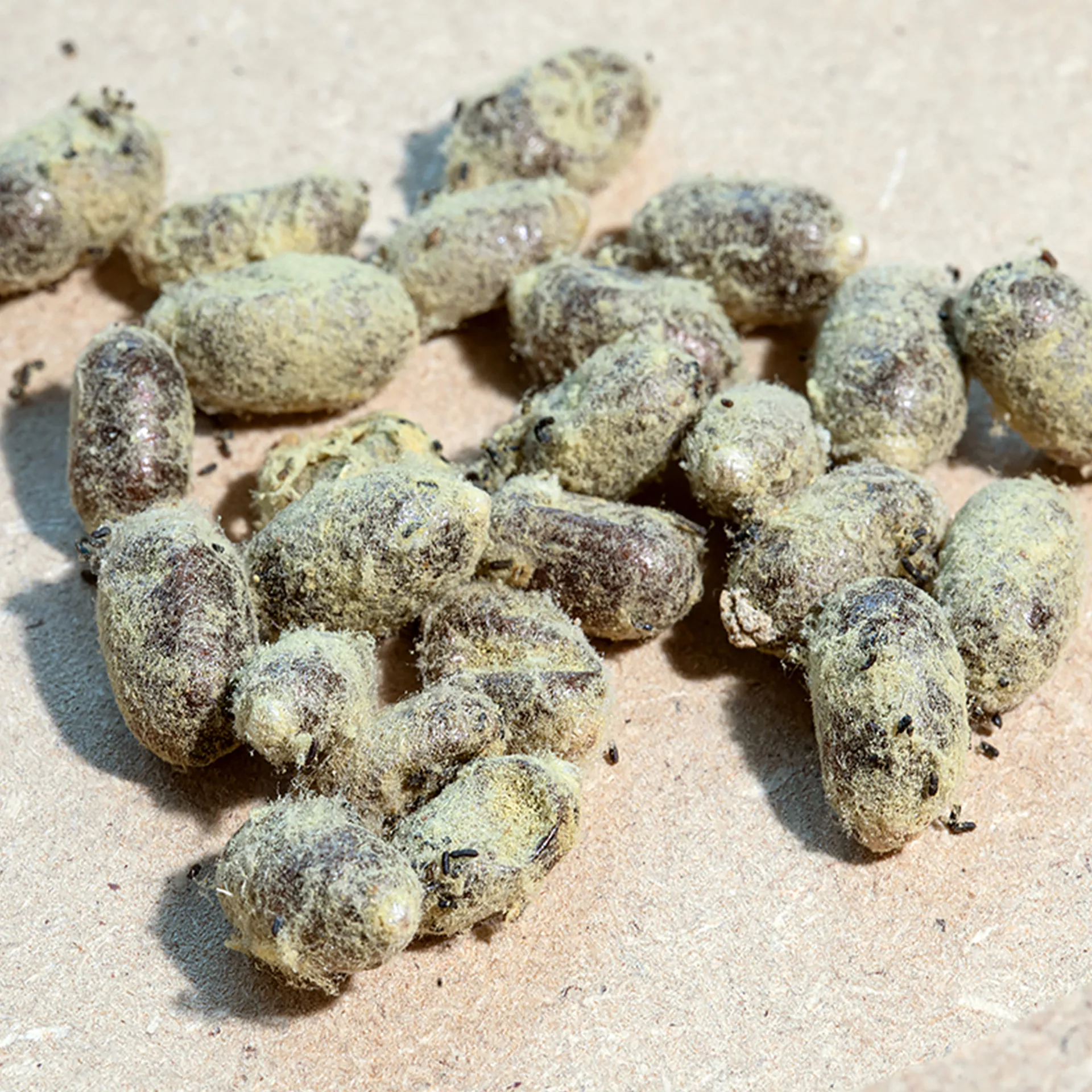 Hagemann Zuchtset Wildbienen, Rote Mauerbiene (mit 50 Kokons)