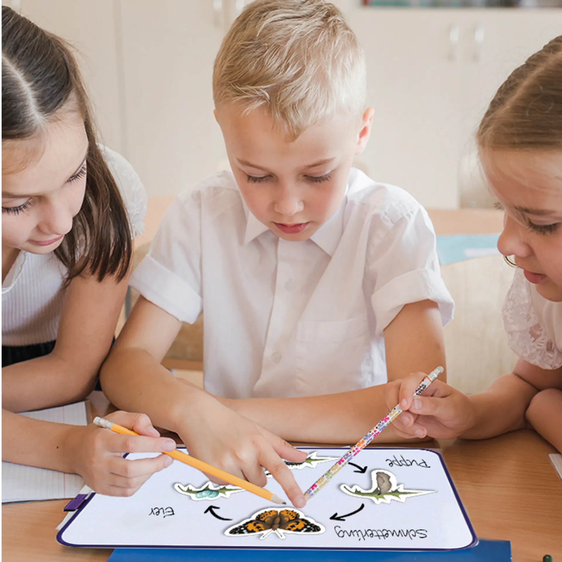 Klassenset Lebenszyklus Schmetterlinge, Bienen & Marienkäfer, magnetisch, 100-tlg. 