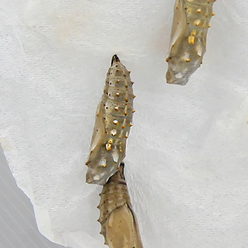 Hagemann Schmetterlings-Zuchtset, kompakt (mit Gutschein, 5-7 Raupen)