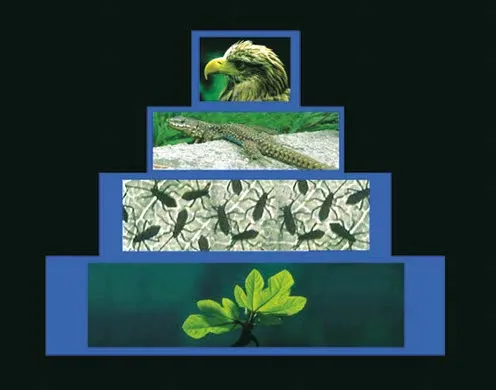 DVD-Lehrfilm Die Biosphäre