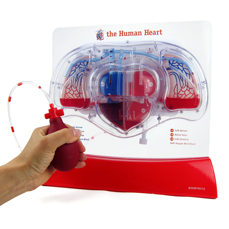 Herz-Kreislauf-Modell mit Blutfluss