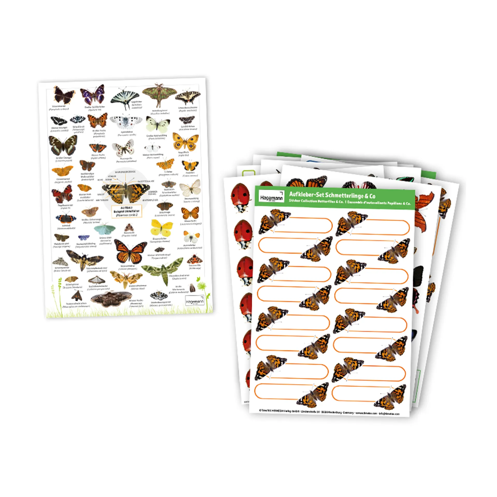 Hagemann Schmetterlings-Zuchtset mit Komfort-Eingriff (5-7 Raupen)