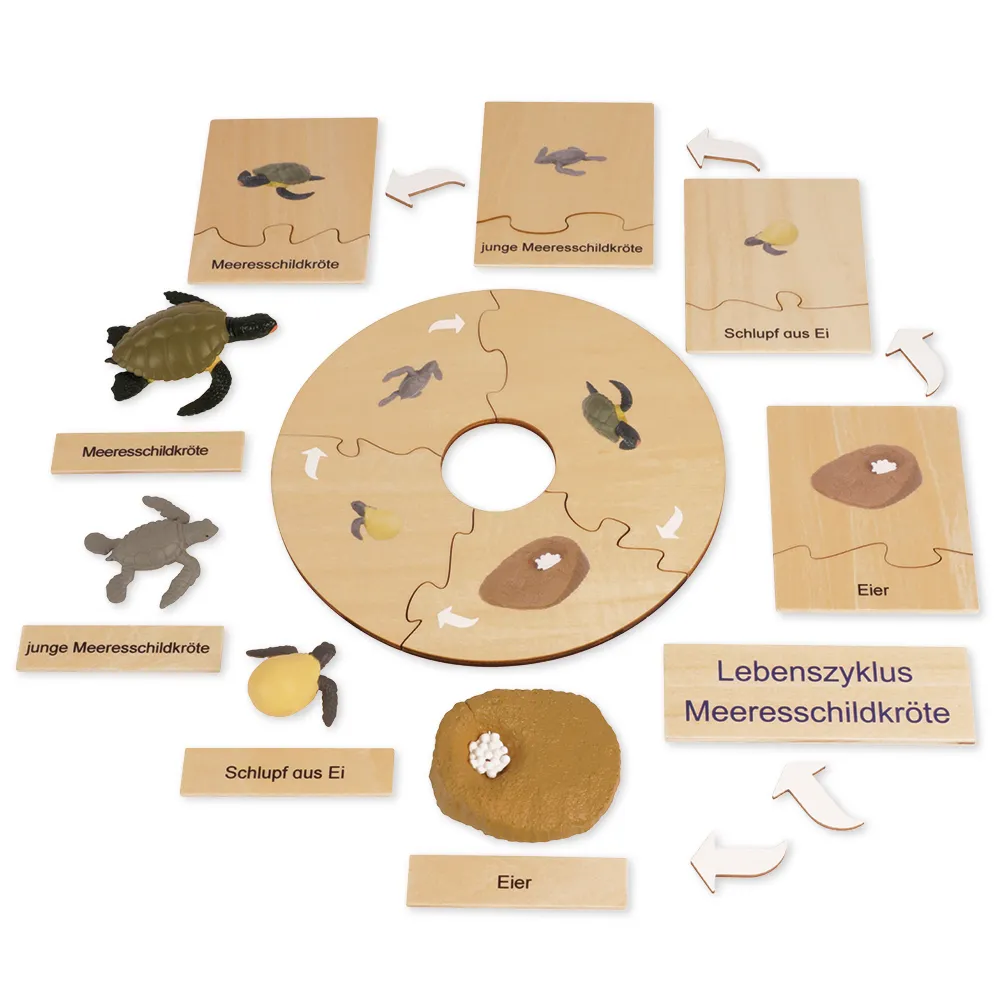 TimeTEX Lebenszyklus einer Schildkröte, in Holzbox "Montessori Premium"
