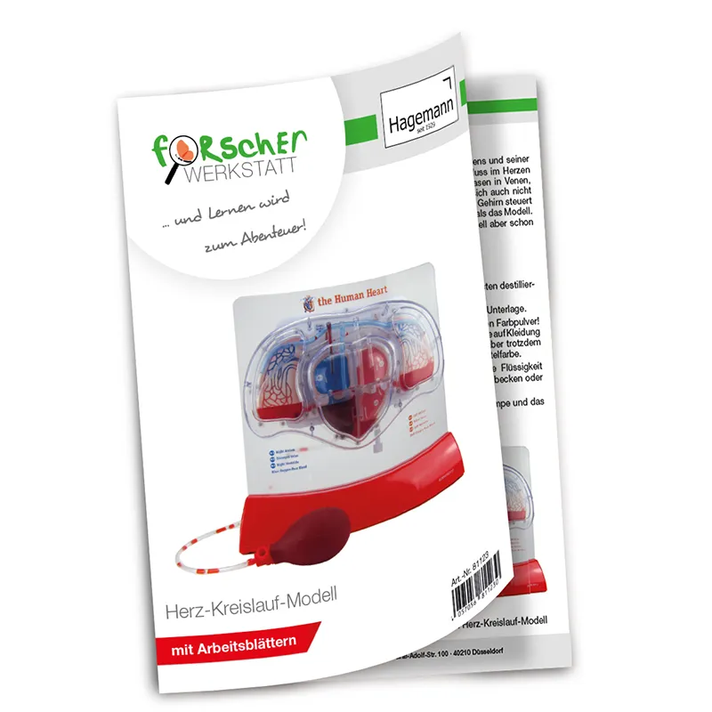 Herz-Kreislauf-Modell mit Blutfluss