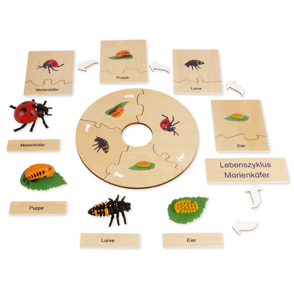 TimeTEX Lebenszyklus eines Marienkäfers, in Holzbox "Montessori Premium"
