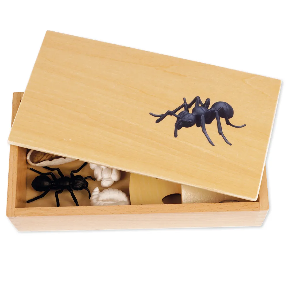 TimeTEX Lebenszyklus einer Ameise, in Holzbox "Montessori Premium"