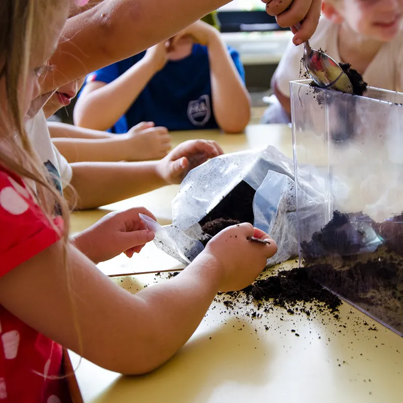 Wurzel- und Regenwurm-Beobachtungs-Set (2 Stück)