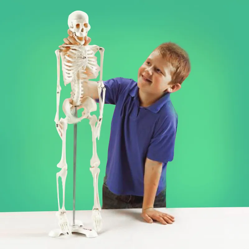 Skelett in halber natürlicher Größe
