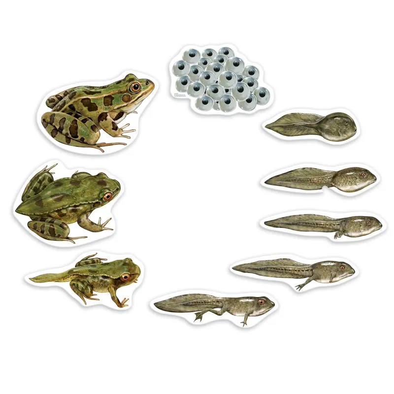 Lebenszyklus Frosch (magnetisch)