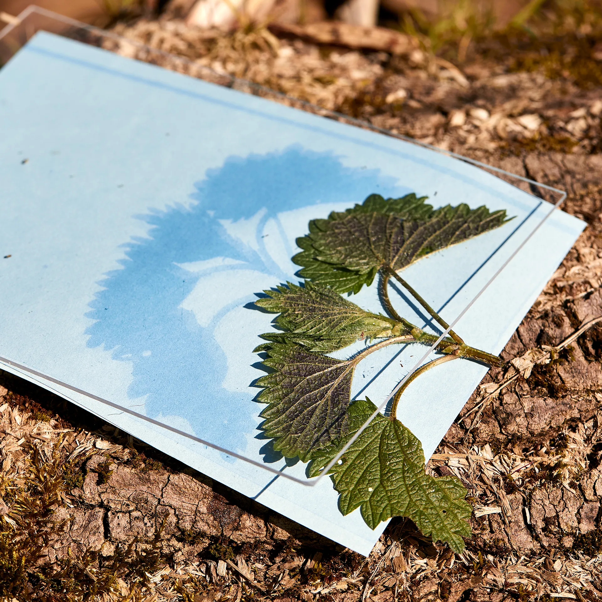 Foto-Solarpapier DIN A 5 mit Fixierscheibe, 10 Blatt