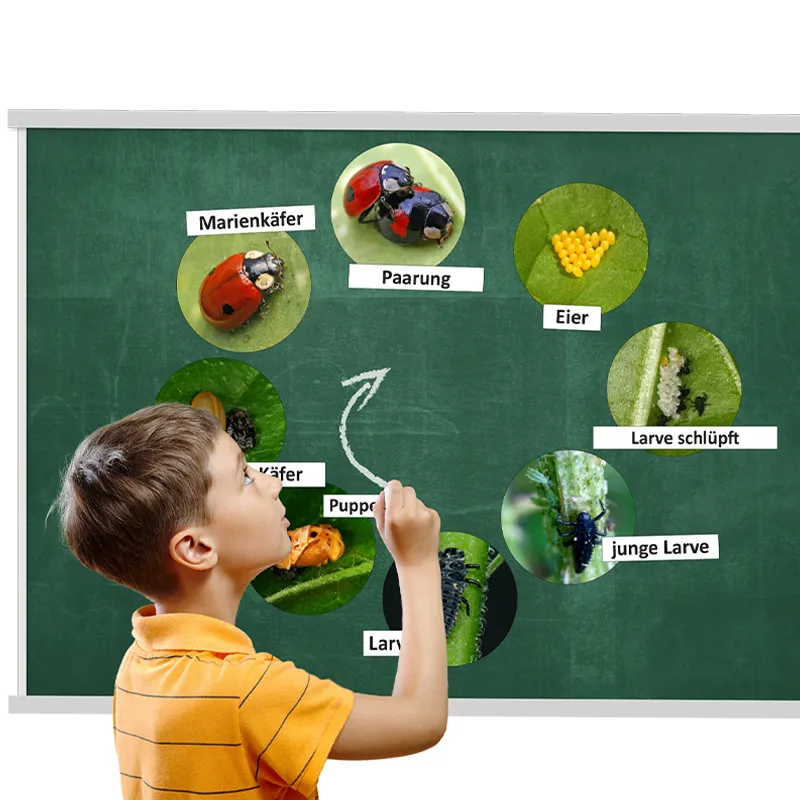 Hagemann Lebenszyklus Marienkäfer (magnetisch)