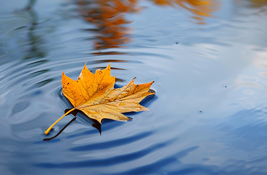 Ein herbstlich gefärbtes Ahornblatt treibt auf einen See
