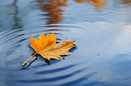 Ein herbstlich gefärbtes Ahornblatt treibt auf einen See