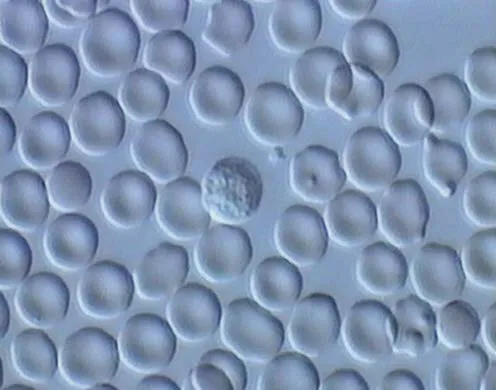 DVD-Lehrfilm Protozoen - Aus der Welt der Einzeller