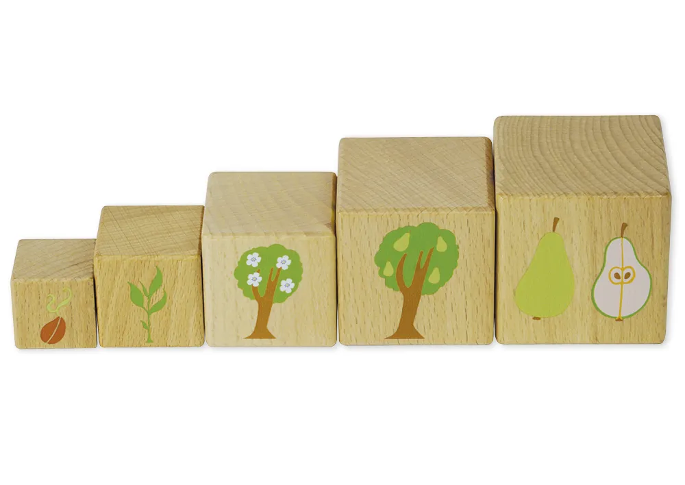 Holzwürfel "Lebenszyklus", 10 Stück