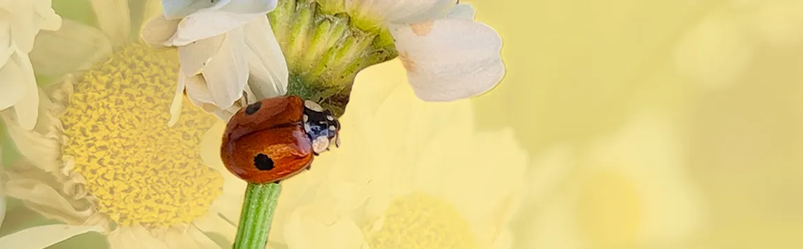 Hagemann_slider_1150_357_Marienkfer