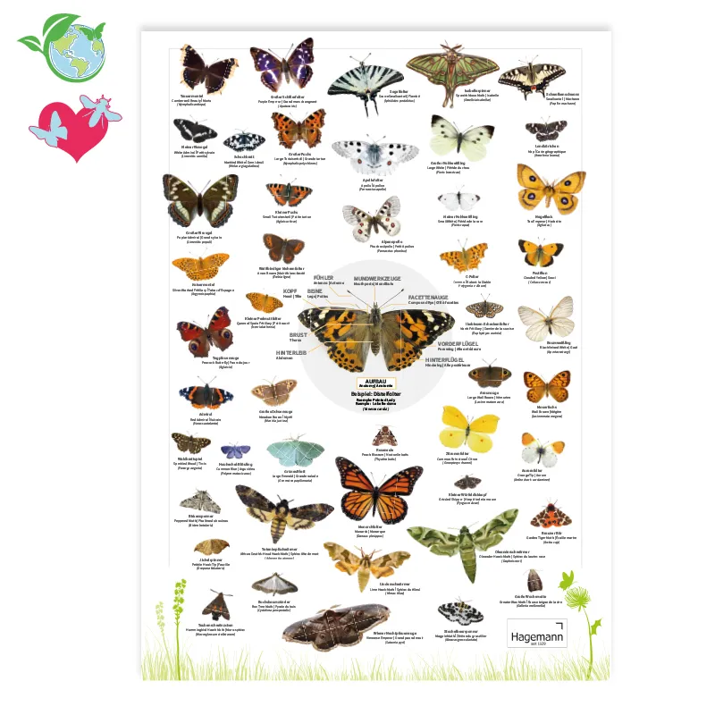 Hagemann Naturposter Schmetterlinge