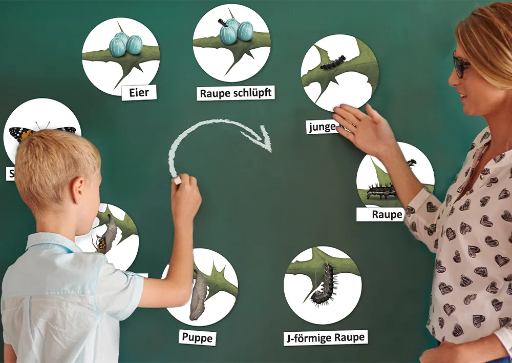 Hagemann Lebenszyklus Schmetterling (magnetisch)