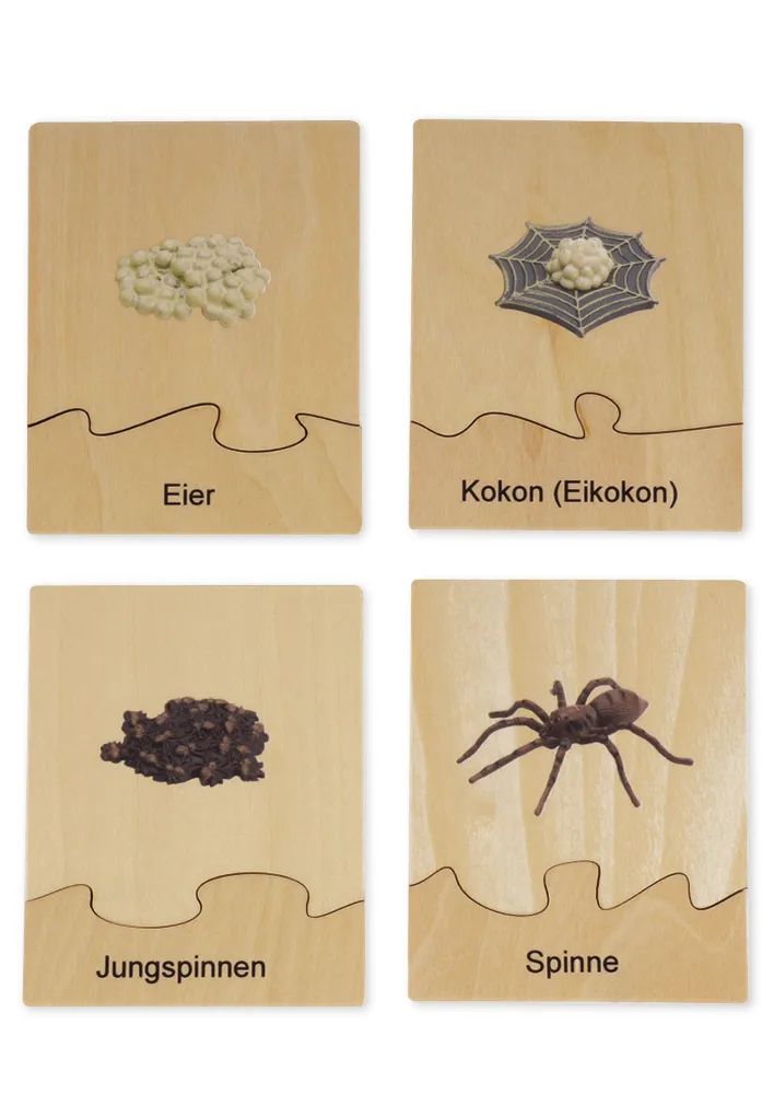 TimeTEX Lebenszyklus einer Spinne, in Holzbox "Montessori Premium"