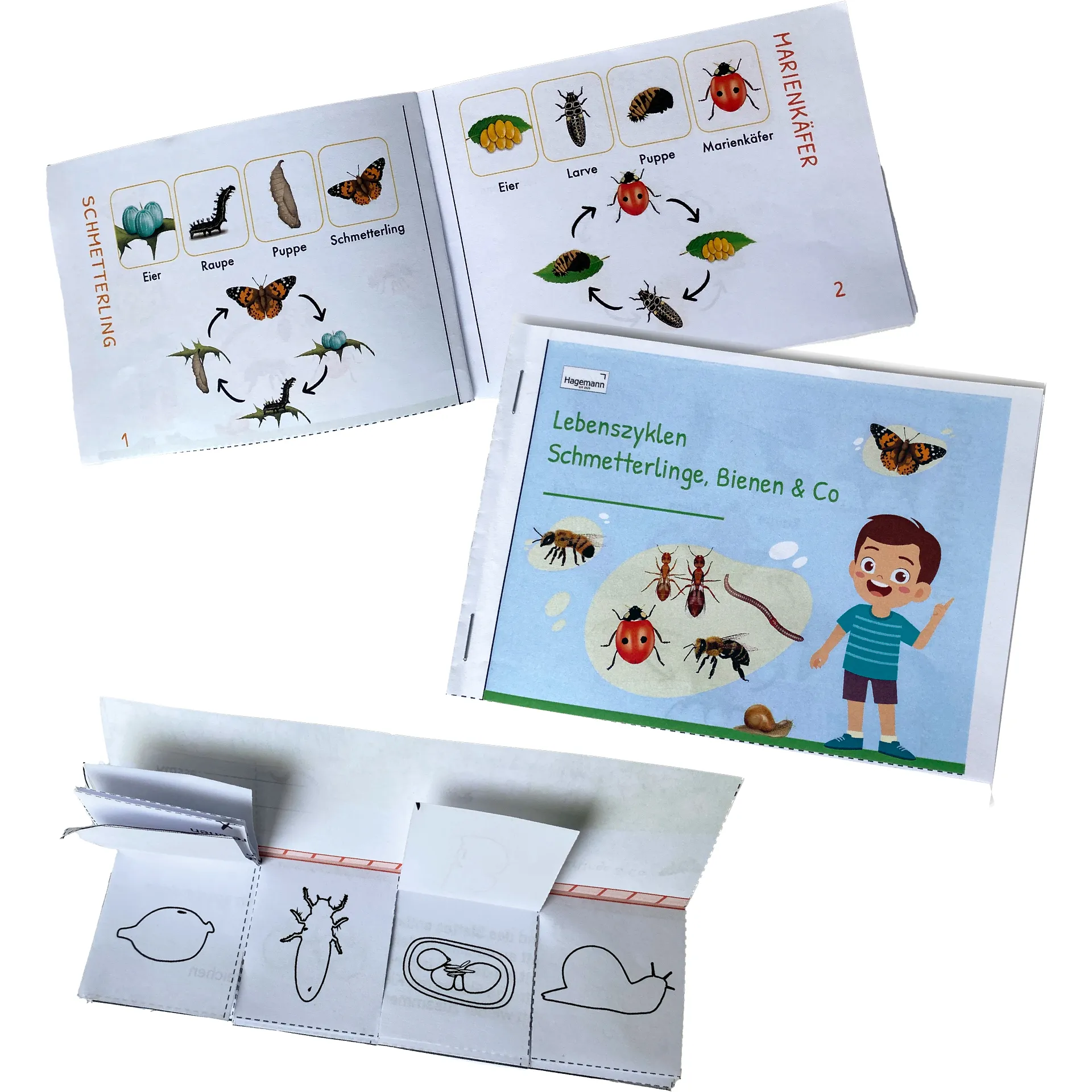 Hagemann Flipchart-Spiel Lebenszyklus Schmetterlinge, Bienen & Co