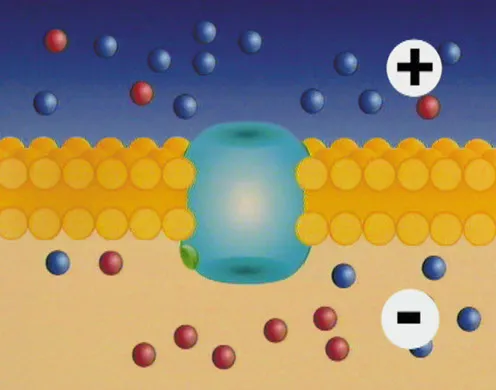DVD-Lehrfilm Membranpotenziale