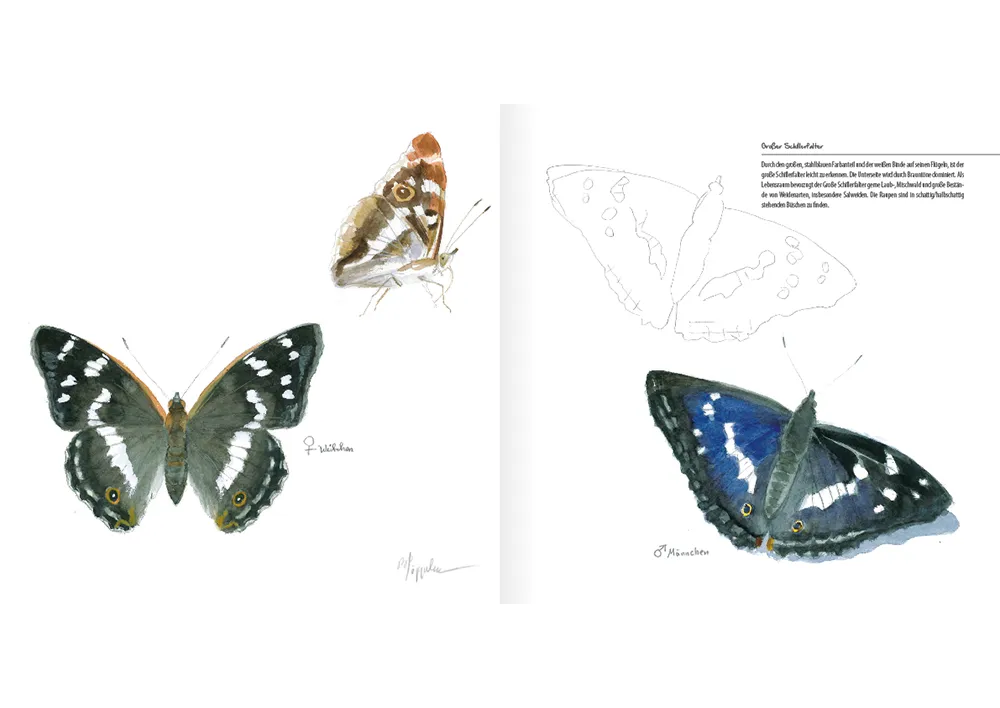 Bezaubernde Schmetterlinge, Mal- und Zeichenbuch 