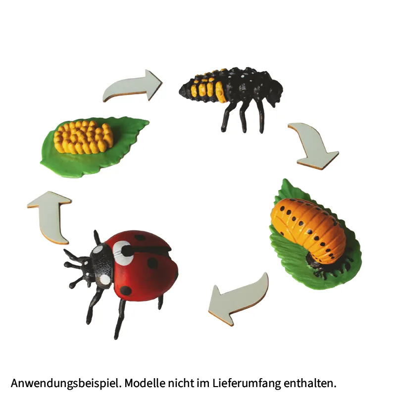 Hagemann-Lebenszyklus-Pfeile Holz (10er Set) 